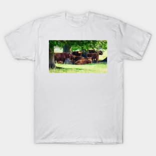 Highland cattle cows family having a rest in the cool shadow under trees T-Shirt